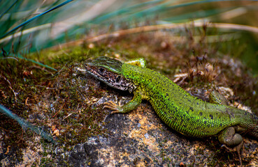 The European green lizard (Lacerta viridis)