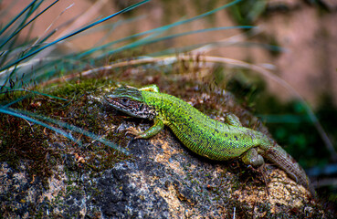 The European green lizard (Lacerta viridis)