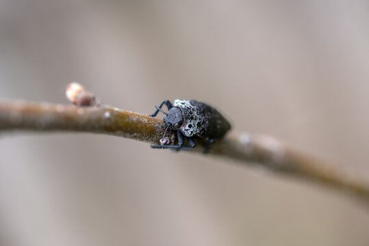 capnodis tenebrionis