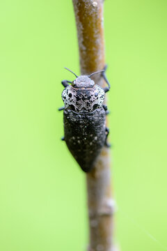 capnodis tenebrionis
