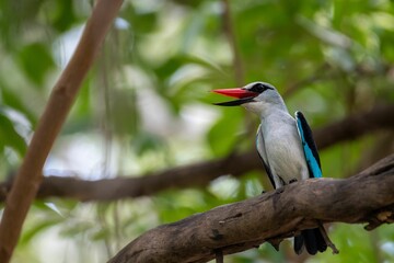Closeup shot of a woodland kingfisher on a tree during the day