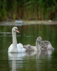 Fototapeta premium Vertical view of a Mute swan swimming in the water with her babies