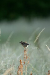 Vertical view of a European stonechat perching on a plant in the field