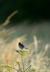 Vertical view of a European stonechat perching on a plant in the field