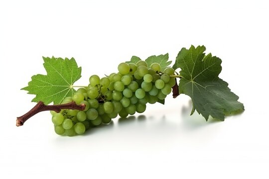 Vine of fresh green grapes, isolate on white background. Sprig of organic natural food. AI generated.