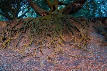 Closeup of the roots of a huge tree in a forest covered in dried leaves in autumn