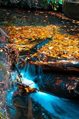 Closeup shot of a stream with autumn leaves in a forest