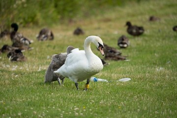 White swan surrounded by mallard ducks on a grassy field