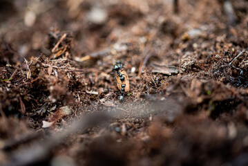 ants in an anthill