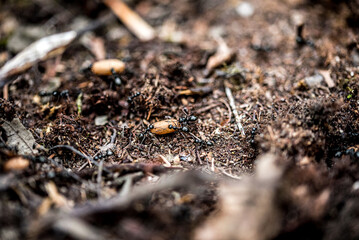 ants in an anthill