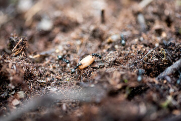ants in an anthill