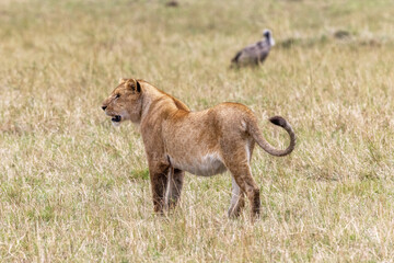 Lioness, panthera leo, in the long grass of the Masai Mara, Kenya. The adult female lion is in side profile and a vulture can be seen in soft focus in the background.