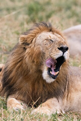 Obraz na płótnie Canvas Adult male lion, panthera leo, yawning and licking his mouth. Masai Mara, Kenya.