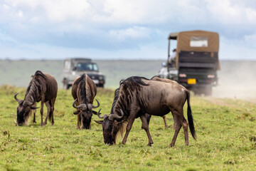 Wildebeest, Connochaetes taurinus, graze on the lush grass of the Masai Mara during migration...