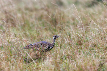 An adult male black-bellied bustard, Lissotis melanogaster, also known as the black-bellied korhaan, in the long grass of the Masai Mara, Kenya. An omnivorous ground-dwelling bird.