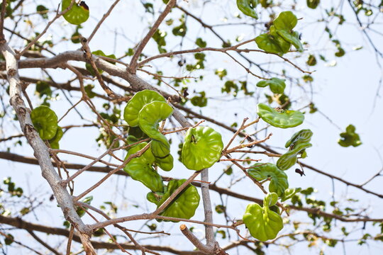 &Aacute;rbol orejero o pi&ntilde;on de orejas verdes