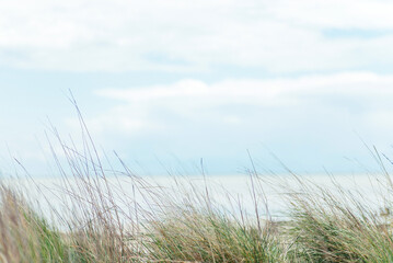 dune at the sea with grasses grass