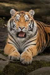 Tuinposter Siberian tiger © Josef