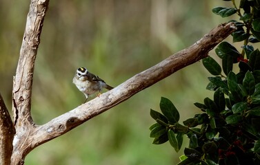 Golden-crowned kinglet perched on a tree branch.