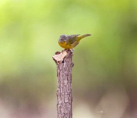 Closeup shot of a nashville warbler on the wood
