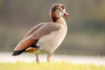 Closeup shot of Egyptian gooses on the blurry background