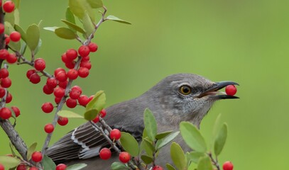 Close-up of a North American singing mockingbird (Mimus polyglottos) eating red berries