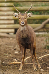 Indochinese Sika deer