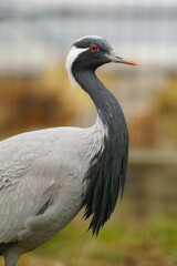 Demoiselle Crane