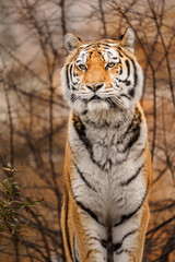 Siberian tiger