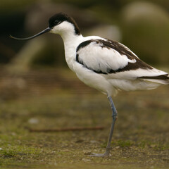 Pied avocet