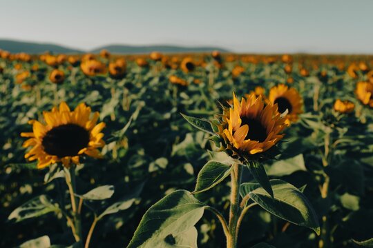 Field With Growing Sunflowers