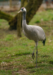 Common crane