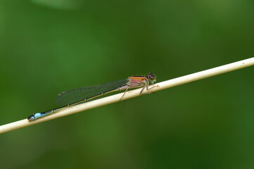 Natural closed on a pink colored Blue-tailed damselfly Ischnura elegans sitting on a straw