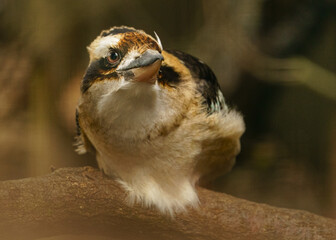 Laughing Kookaburra on branch