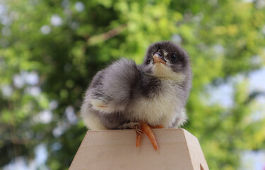 Chick. Gray chick on a green background. Close-up. Selective focus. Copyspace