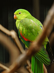 Red winged Parrot