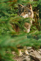 Grey wolf