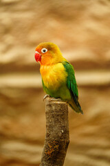 Fischer's lovebird