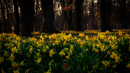 pole wiosennych narcyzów oświetlone przez słońce w parku