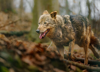 Iberian wolf
