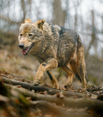 Iberian wolf
