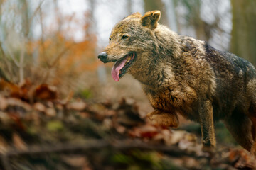 Iberian wolf