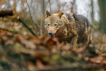 Iberian wolf