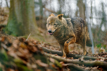Iberian wolf