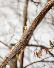 Vertical shot of a bird perched on a thin tree trunk