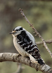 Closeup shot of a black and white bird perched on a branch