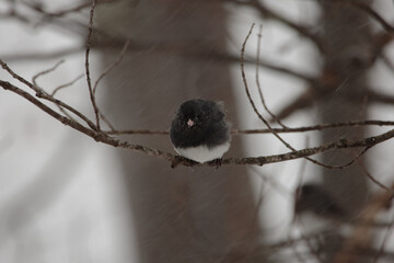 Closeup shot of a black and white bird perched on a branch