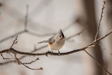 Closeup shot of a Cinereous tit perched on a branch