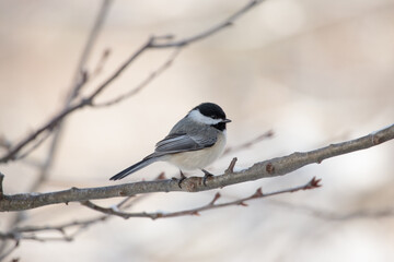 Closeup shot of a black and white bird perched on a branch