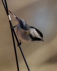Vertical selective focus shot of a Chickadees bird